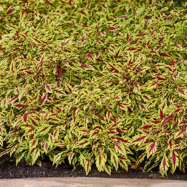 Coleus FlameThrower Chipotle - Landscape