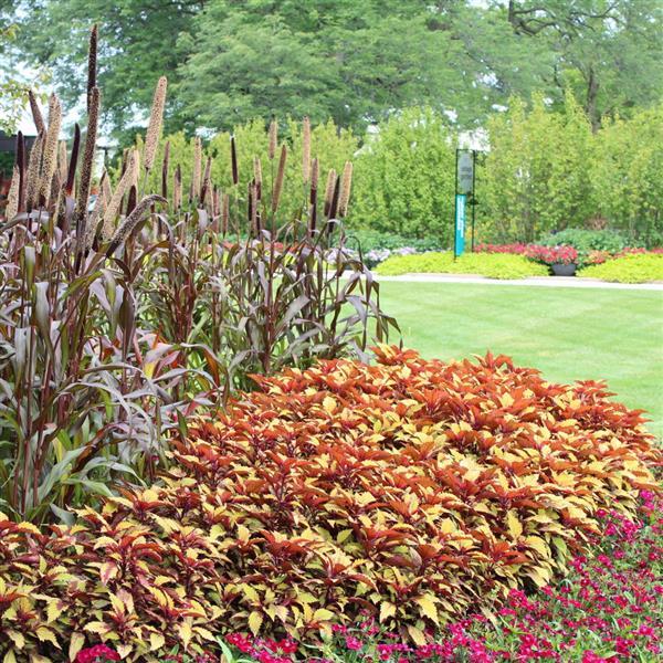 Coleus FlameThrower Spiced Curry - Commercial Landscape 1