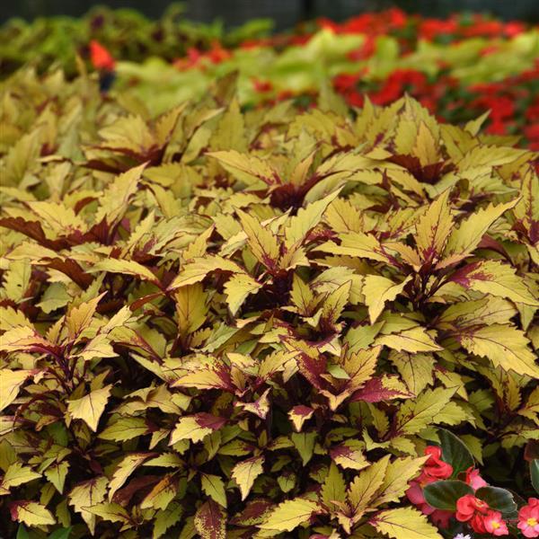 Coleus FlameThrower Spiced Curry - Commercial Landscape 2