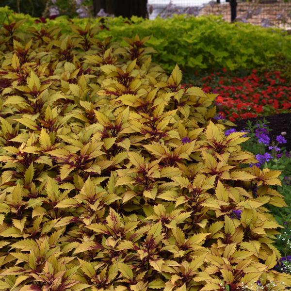 Coleus FlameThrower Spiced Curry - Landscape