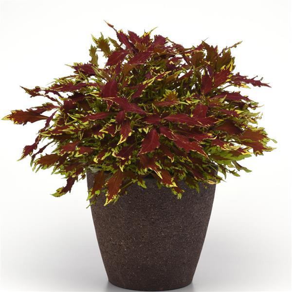 Coleus FlameThrower Sriracha - Container