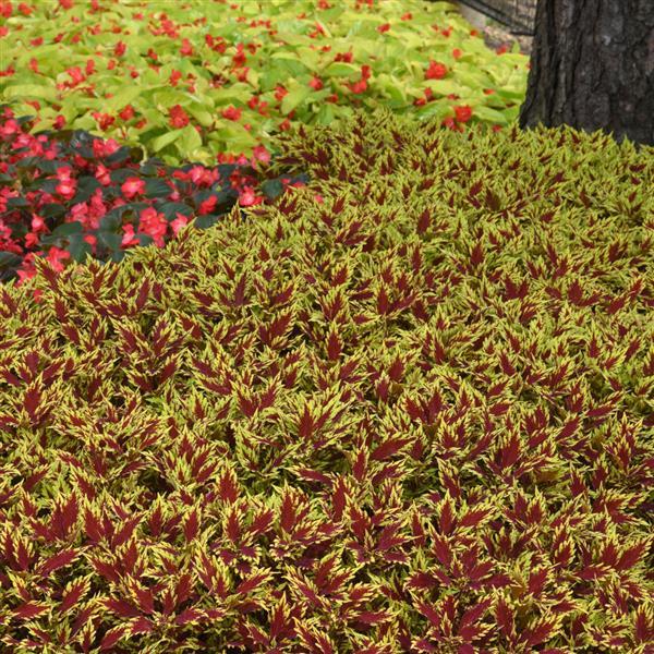 Coleus FlameThrower Sriracha - Landscape