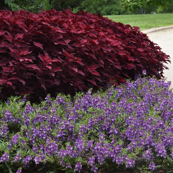 Coleus FlameThrower Salsa Roja - Commercial Landscape 2