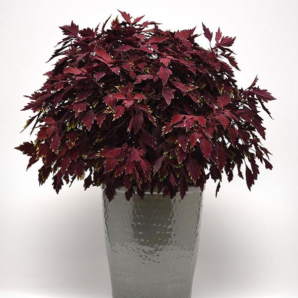 Coleus FlameThrower Salsa Roja - Container