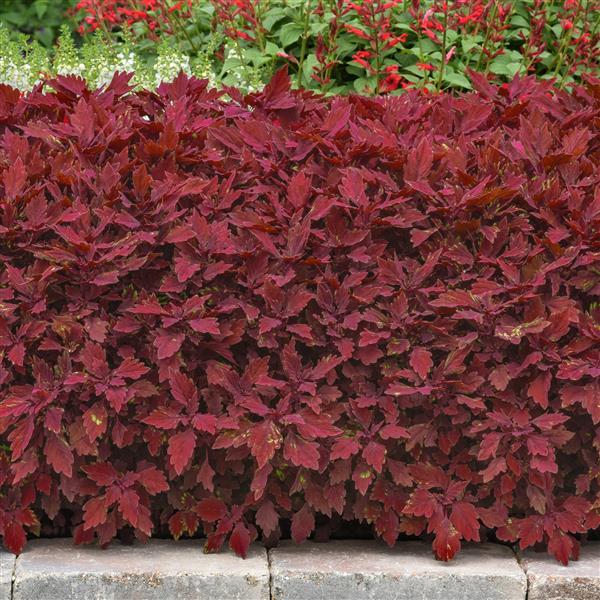 Coleus FlameThrower Salsa Roja - Landscape