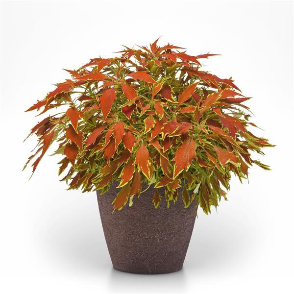 PLANT NAME Container