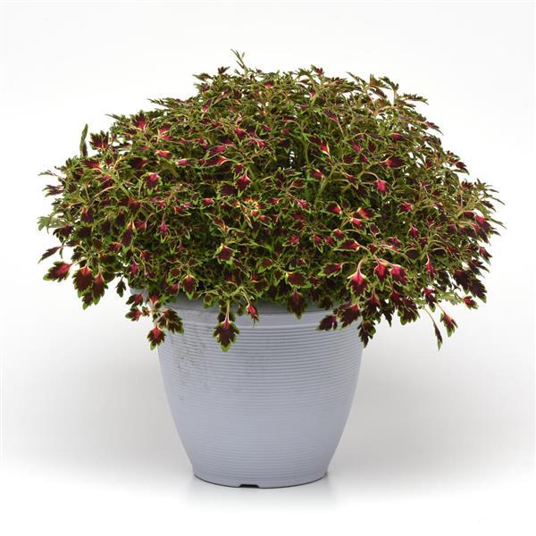 PLANT NAME Container