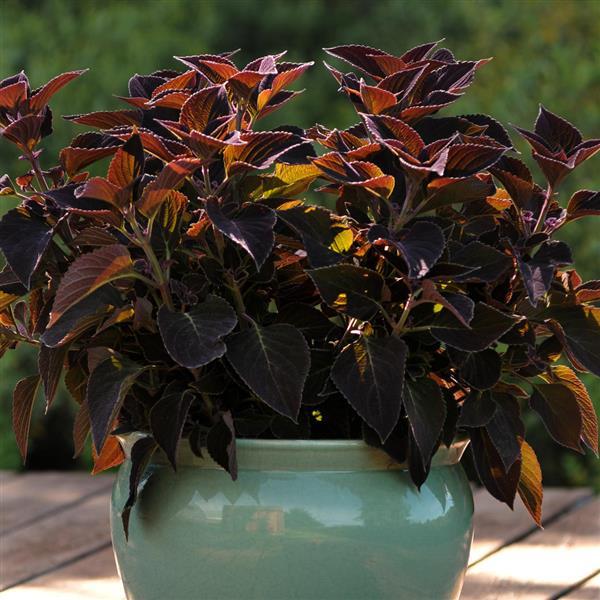 PLANT NAME Container