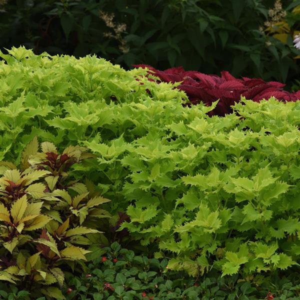 PLANT NAME Landscape