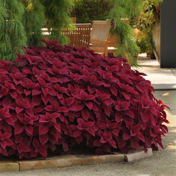 PLANT NAME Commercial Landscape 1