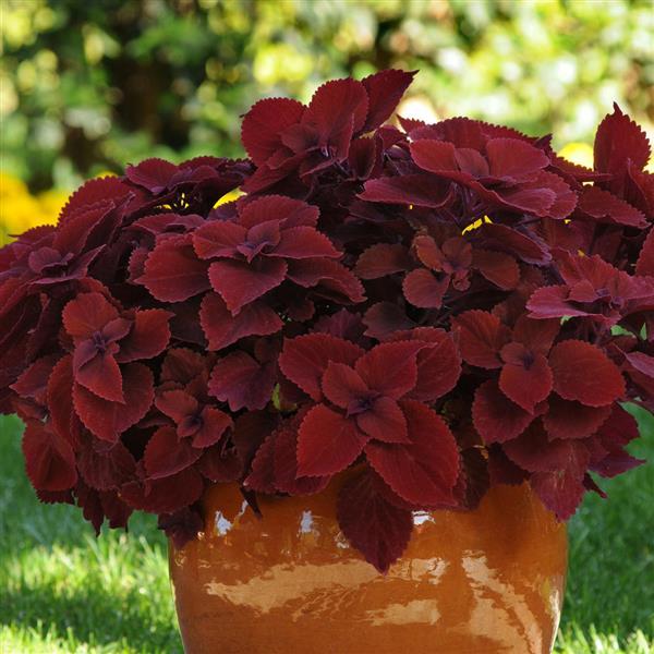 PLANT NAME Container