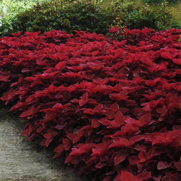PLANT NAME Landscape