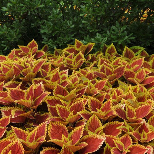 Coleus Other Trusty Rusty - Commercial Landscape 1
