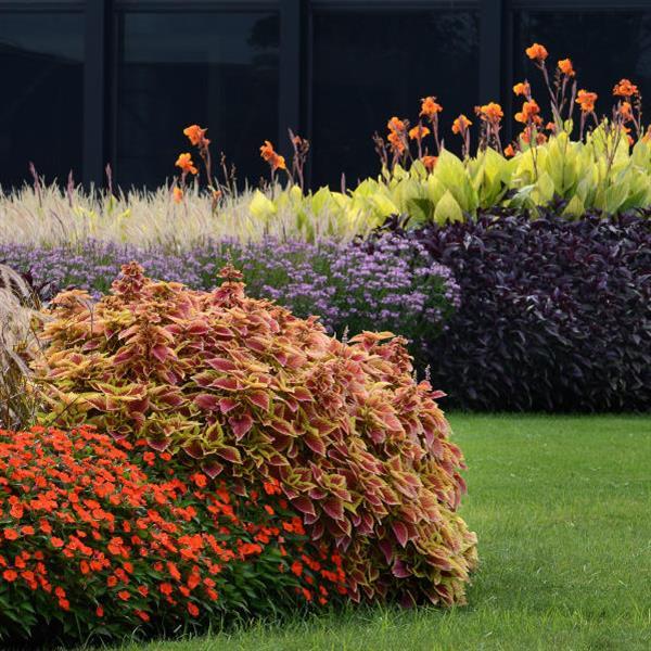Coleus Other Trusty Rusty - Commercial Landscape 2