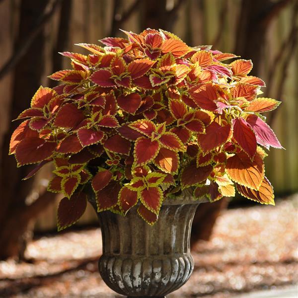 Coleus Other Trusty Rusty - Container