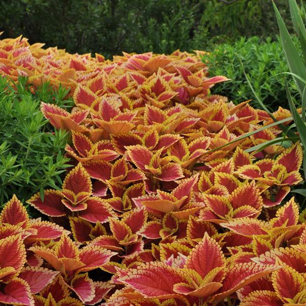 Coleus Other Trusty Rusty - Landscape