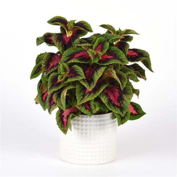 PLANT NAME Container