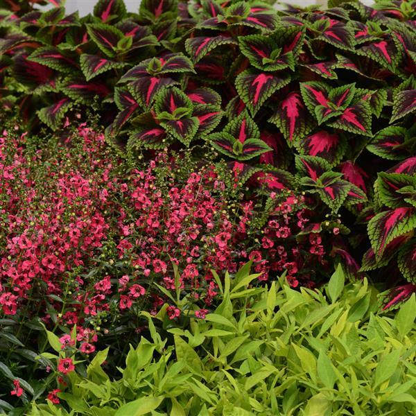PLANT NAME Landscape