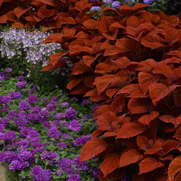 PLANT NAME Landscape