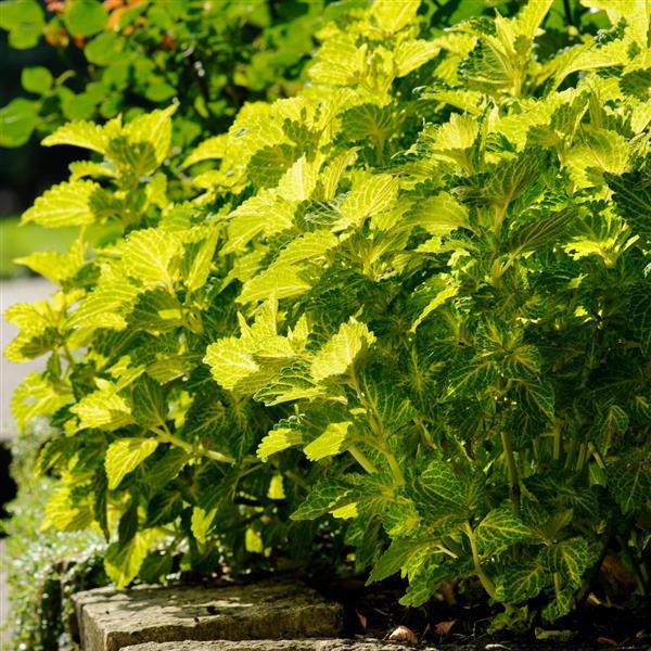 PLANT NAME Landscape
