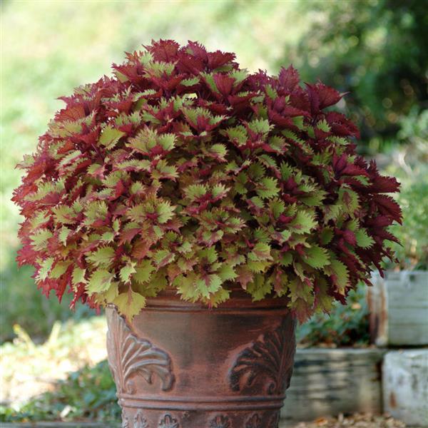 PLANT NAME Container
