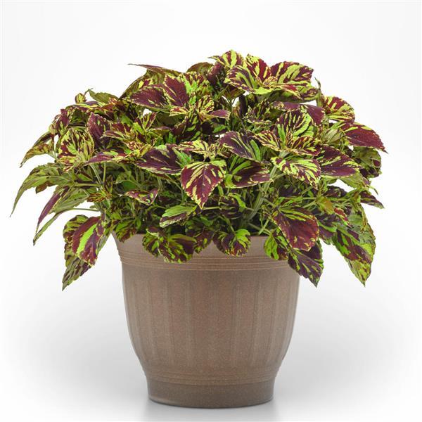 PLANT NAME Container