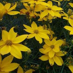 Coreopsis Golden Gain - Bloom