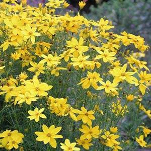Coreopsis Other Golden Gain - Garden