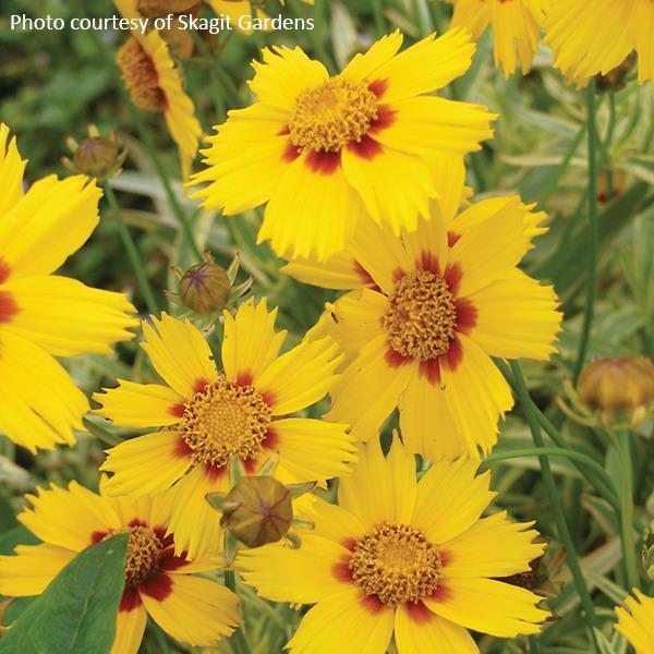 Coreopsis Tequila Sunrise - Bloom