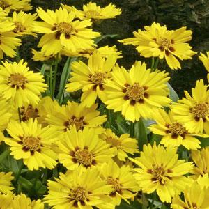 Coreopsis Little Sundial - Bloom