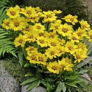 Coreopsis Other Little Sundial - Garden