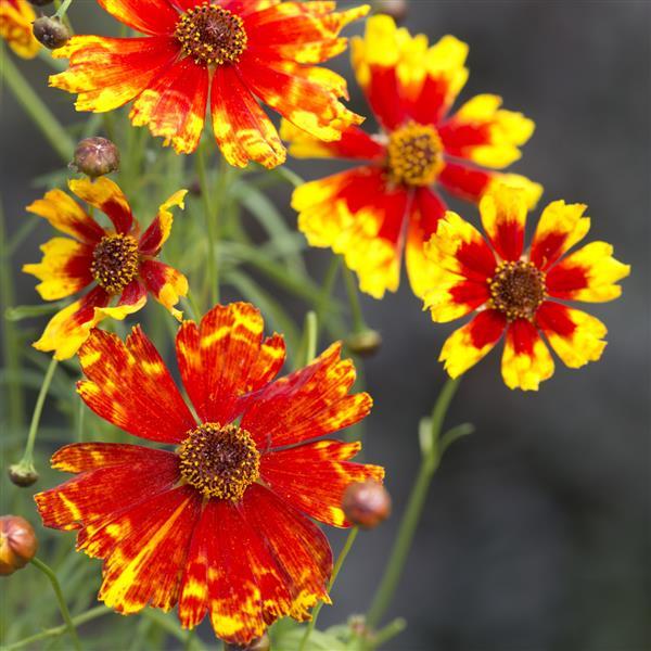 Coreopsis Boom - Bloom