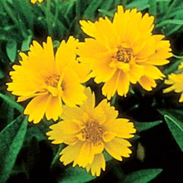 Coreopsis Early Sunrise - Bloom