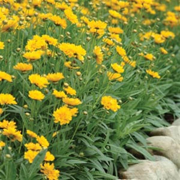 Coreopsis Other Early Sunrise - Garden