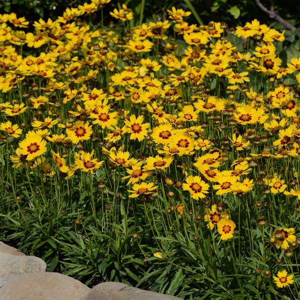 Coreopsis Other SunKiss - Commercial Landscape 1