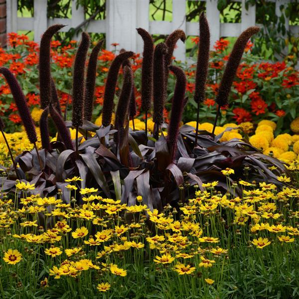 Coreopsis Other SunKiss - Commercial Landscape 2