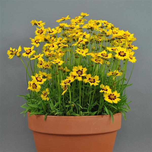 Coreopsis Other SunKiss - Container