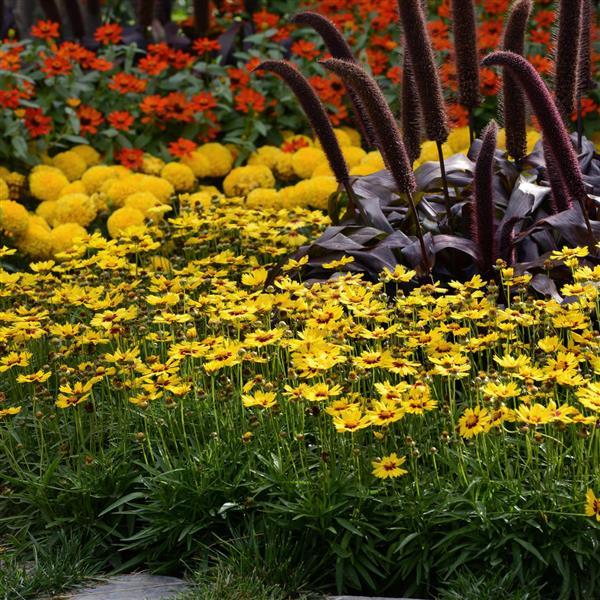 Coreopsis Other SunKiss - Landscape