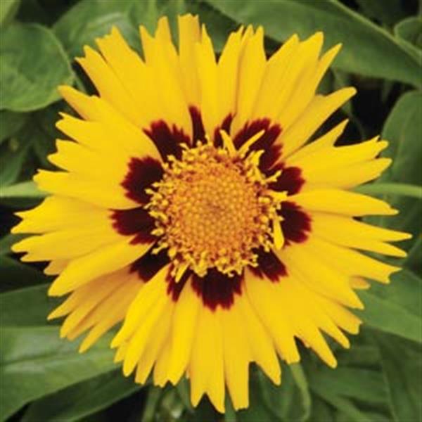 Coreopsis Sunfire - Bloom