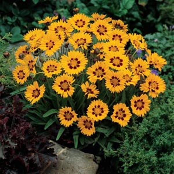 Coreopsis Other Sunfire - Garden