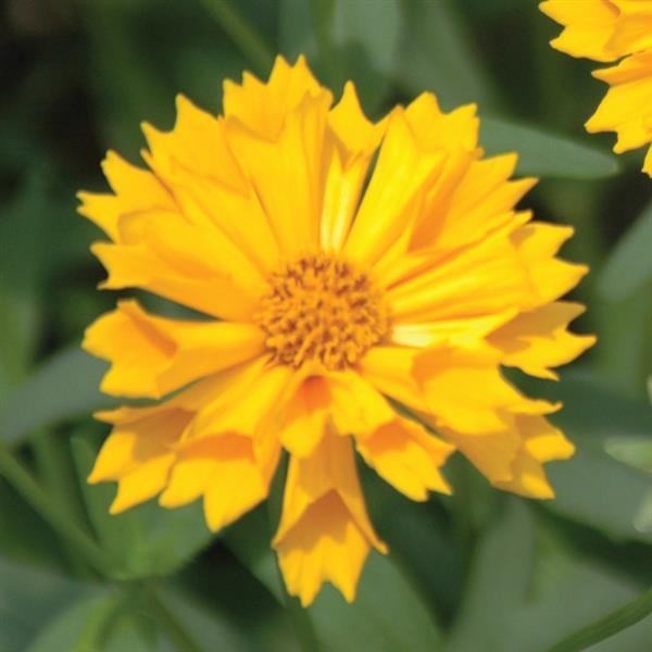 Coreopsis Other Jethro Tull - Bloom
