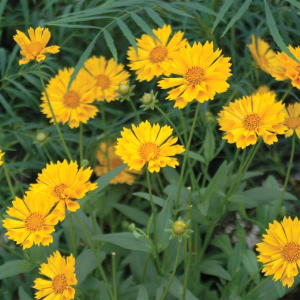 Coreopsis Other Jethro Tull - Garden