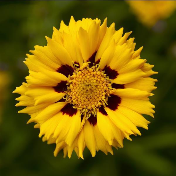Coreopsis Andiamo Yellow Red - Bloom