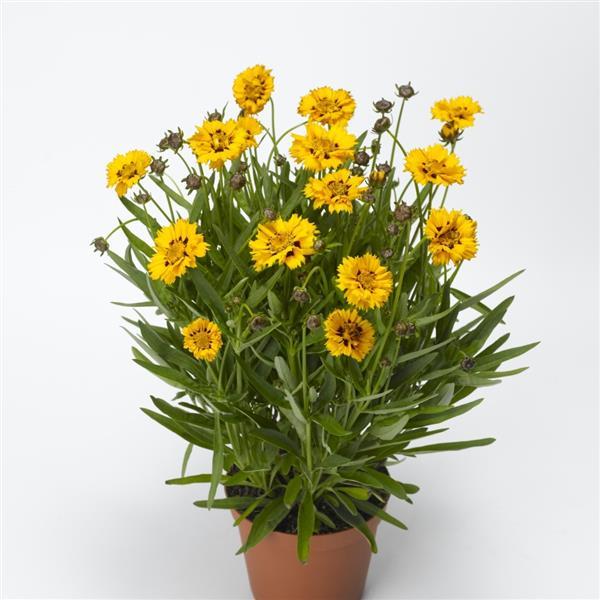 Coreopsis Other Andiamo Yellow Red - Container