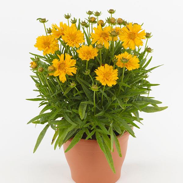 Coreopsis Other Double the Sun - Container