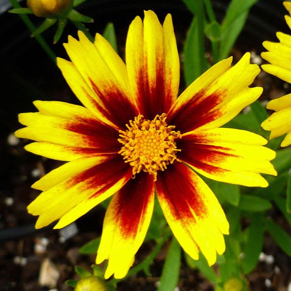 Coreopsis Golden Stardust - Bloom