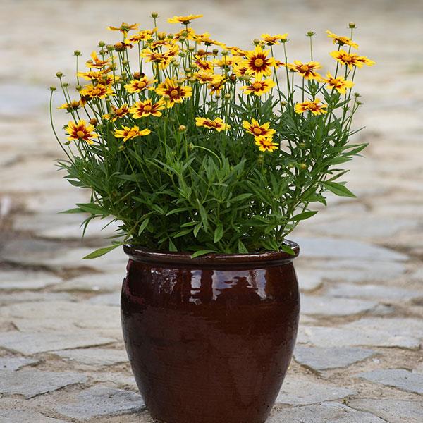 Coreopsis Other Golden Stardust - Container