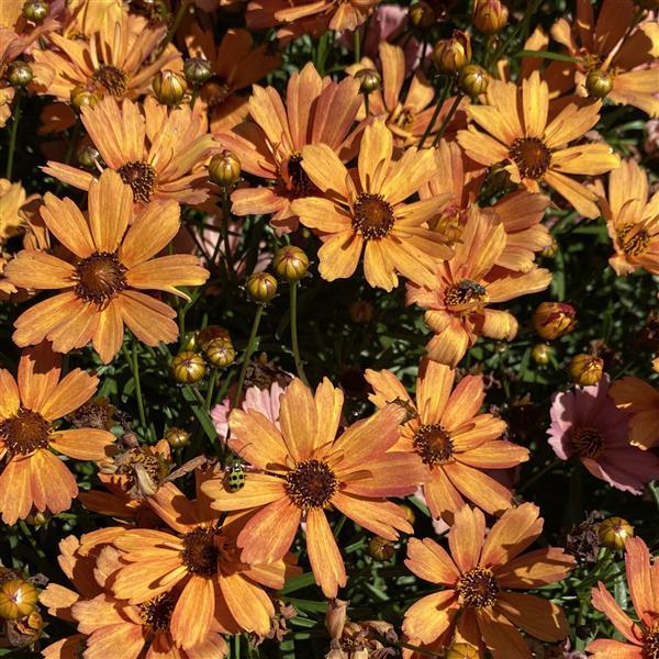 Coreopsis Nova Amber - Bloom