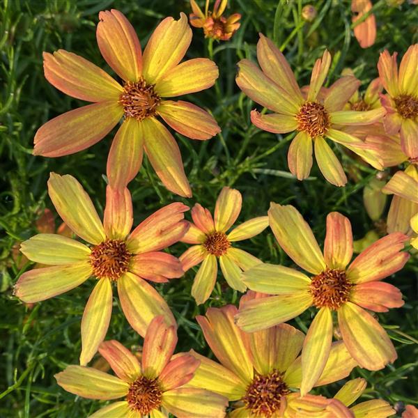 Coreopsis Sunny Days Rays - Bloom