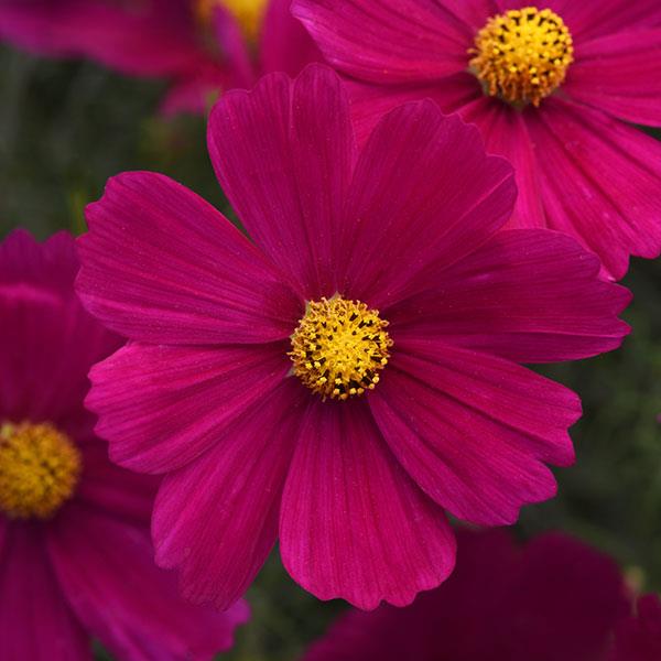 Cosmos Sonata™ Carmine - Bloom